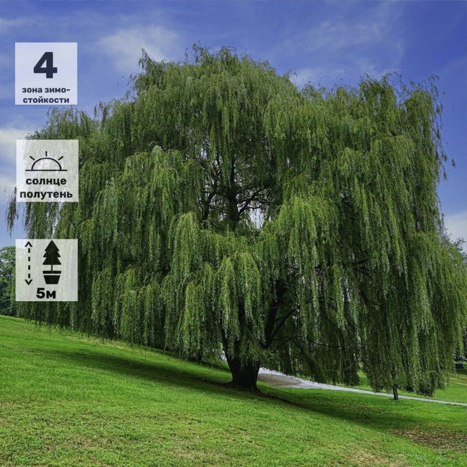 Ива желтокорая Пендула