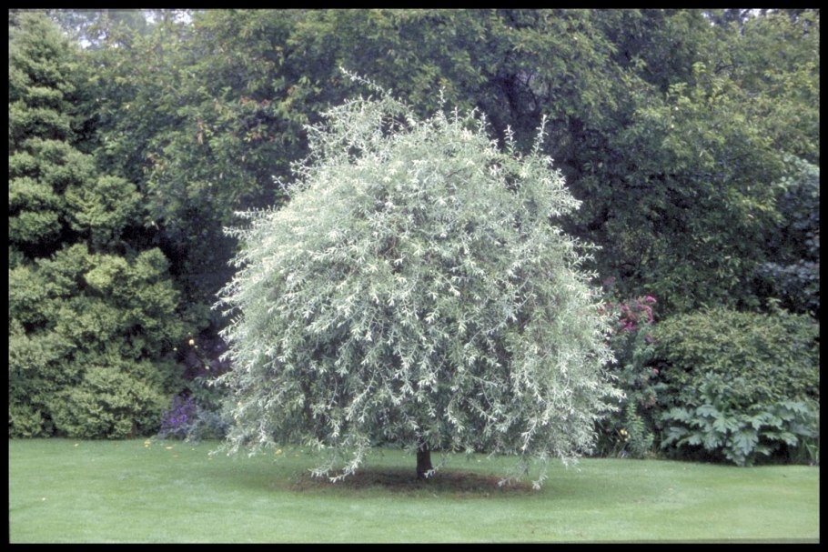 Береза повислая (бородавчатая)