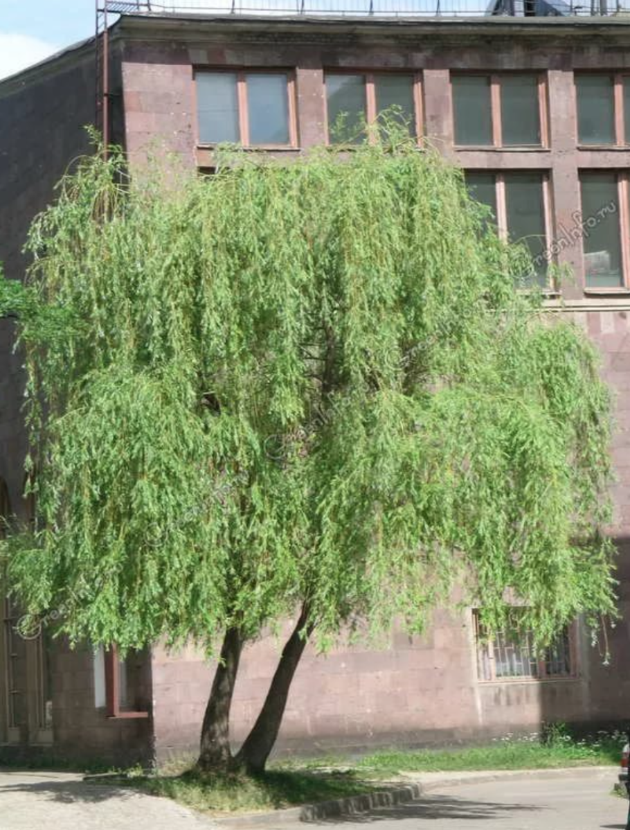 Груша иволистная (Pyrus salicifolia)