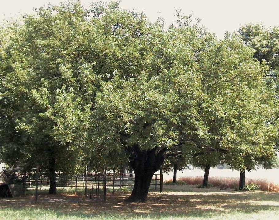 Ива кустовая плакучая