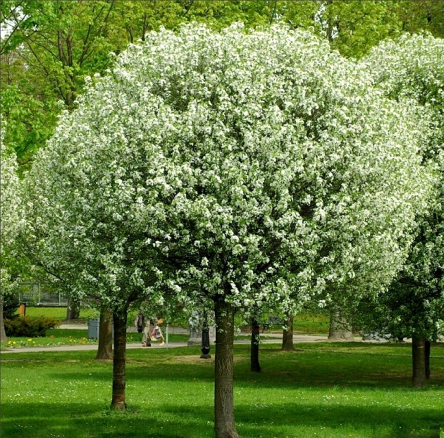 Ива остролистная