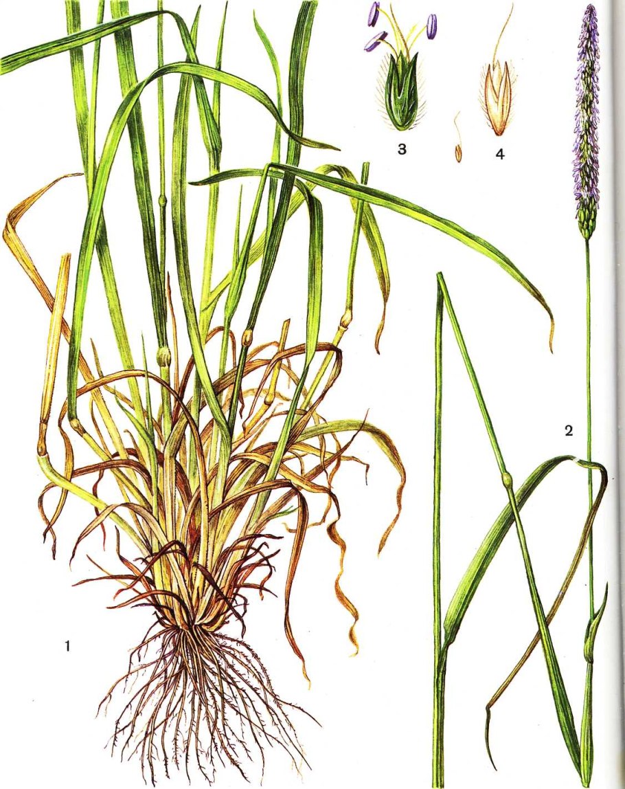 Тимофеевка Луговая, Phleum pratense (Phleum nodosum)