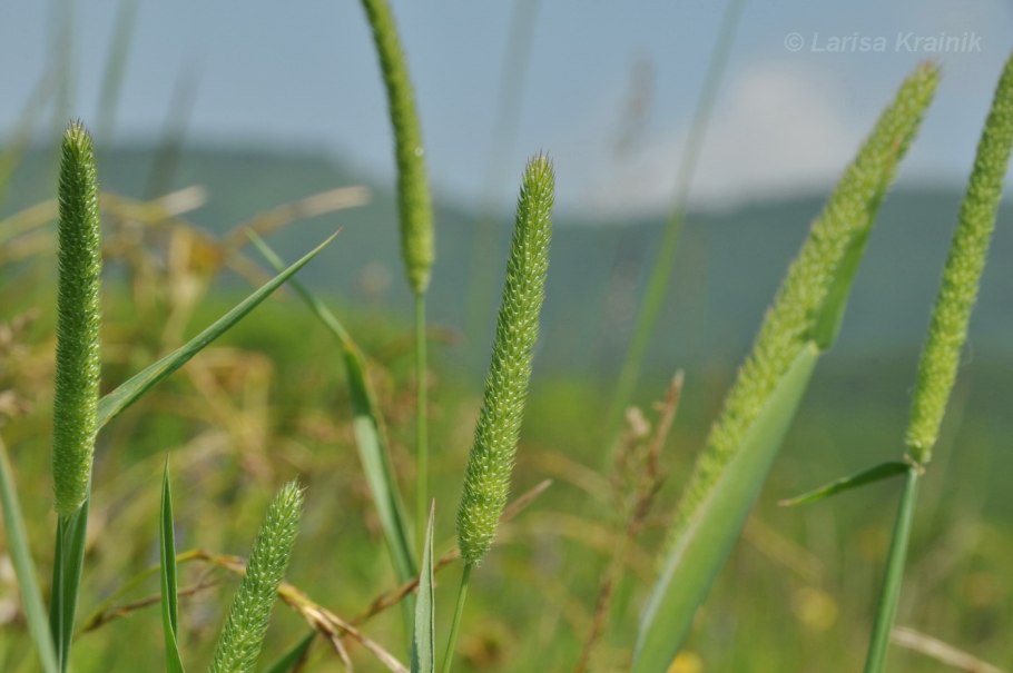 Тимофеевка Луговая Phleum pratense l.