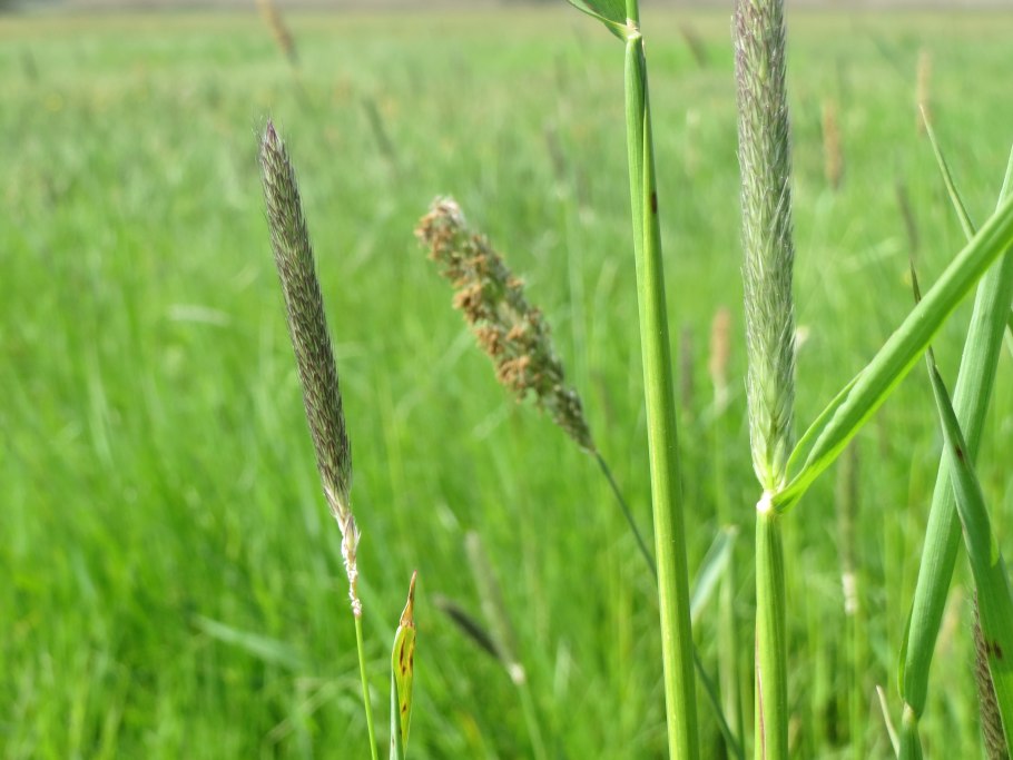 Phleum alpinum