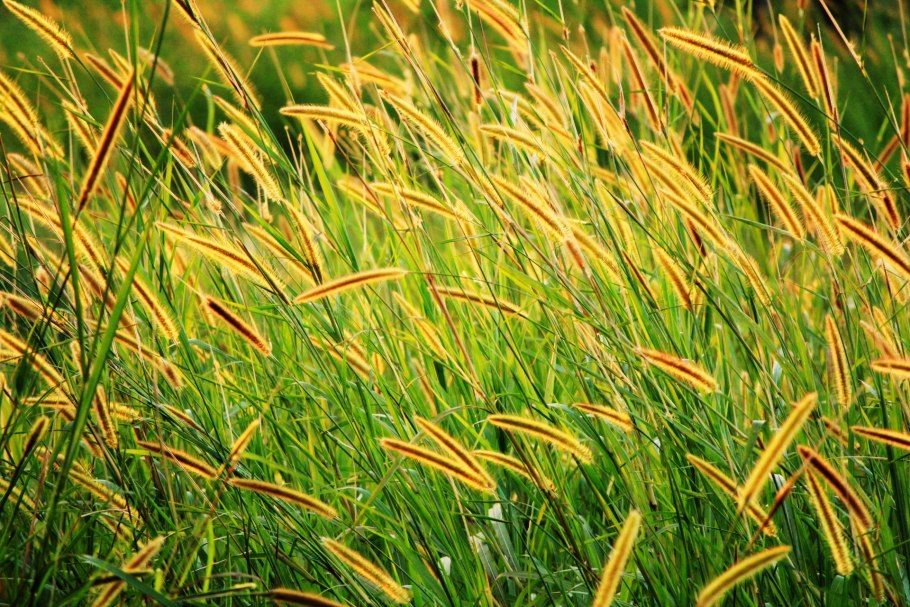 Тимофеевка (Phleum)