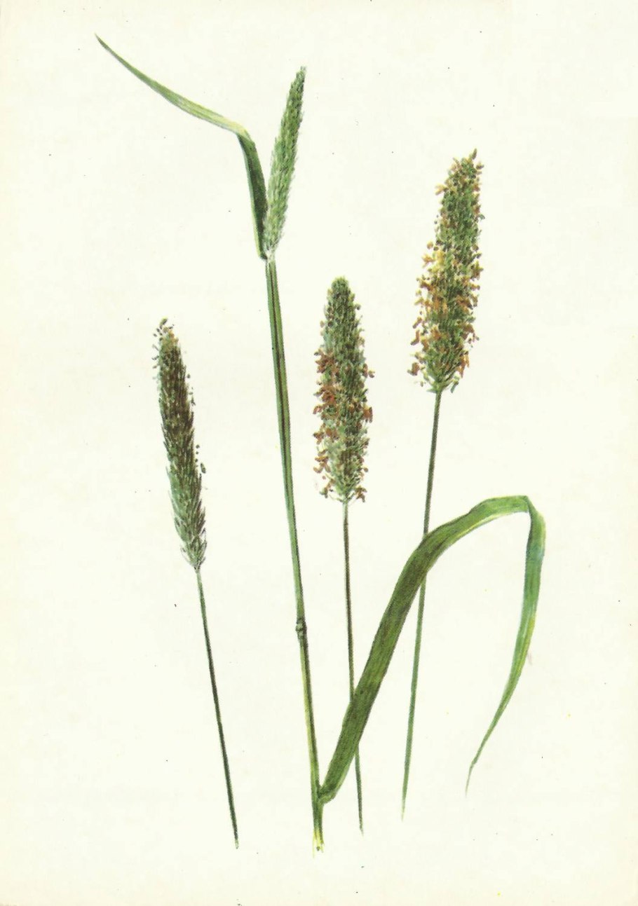 Лисохвост Луговой (Alopecurus pratensis).
