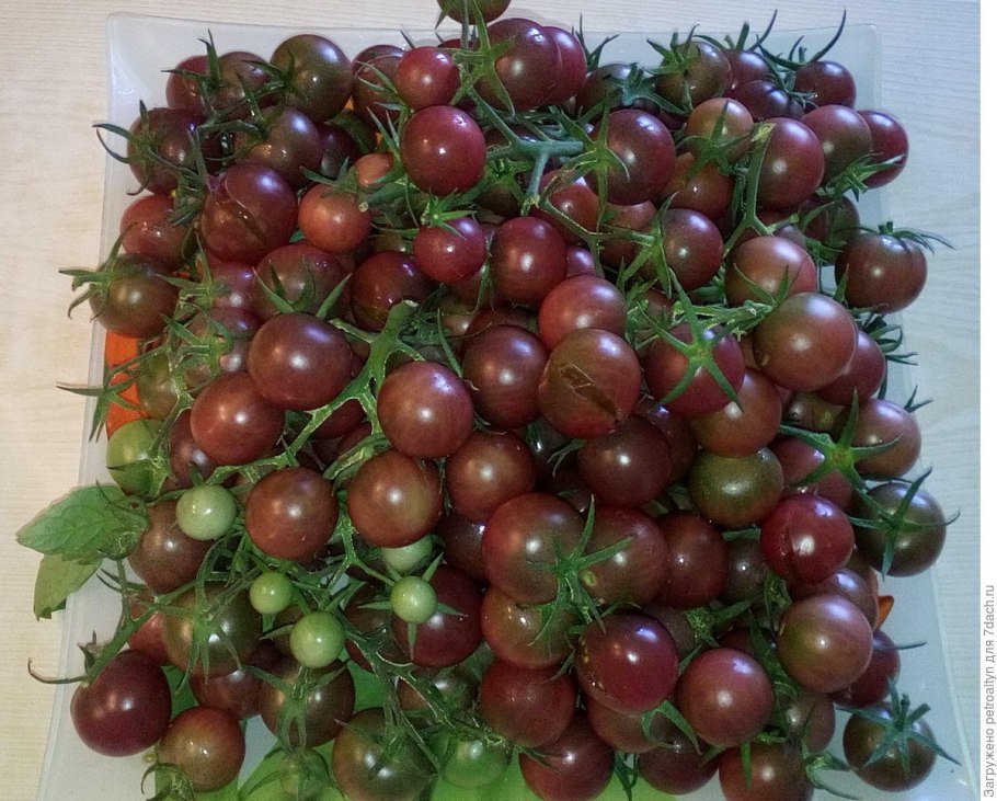 Томат черная Жемчужина СЕДЕК