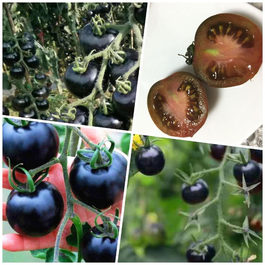 Томат чёрный дракон f1