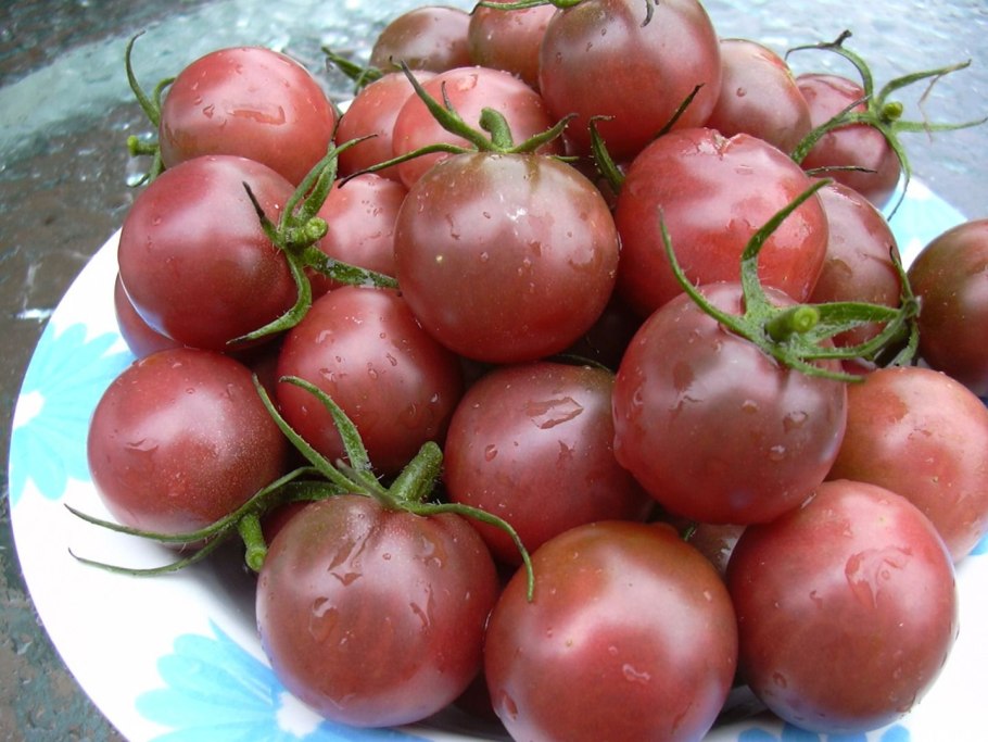 Черри черный жемчуг Гавриш