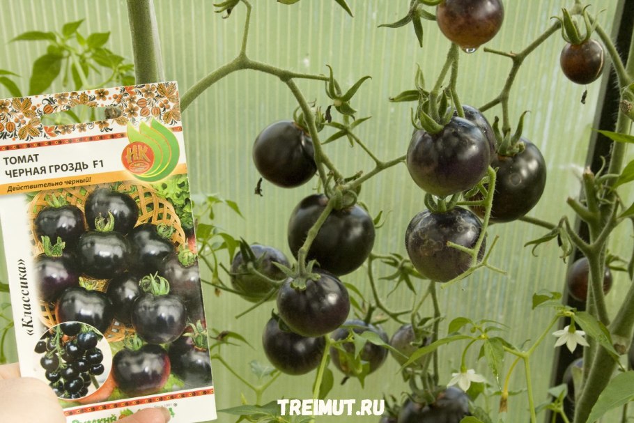 Томат Блэк черри