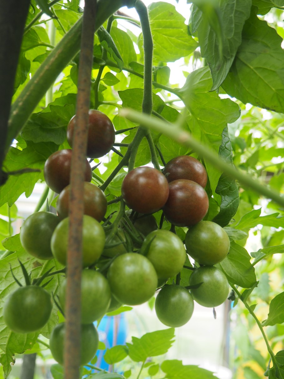 Как зреют черные томаты