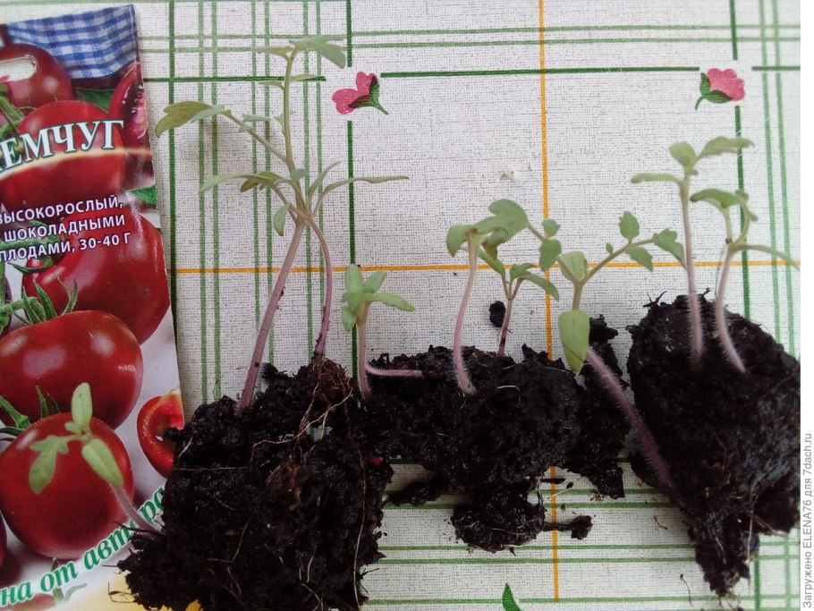 Томаты семена черная Жемчужина