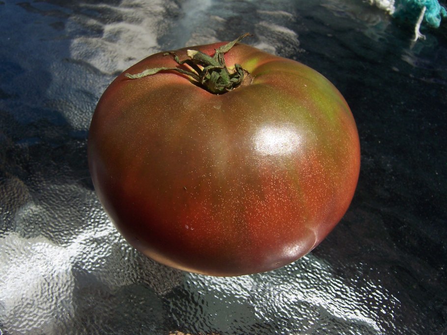 Аэлита томат черный принц