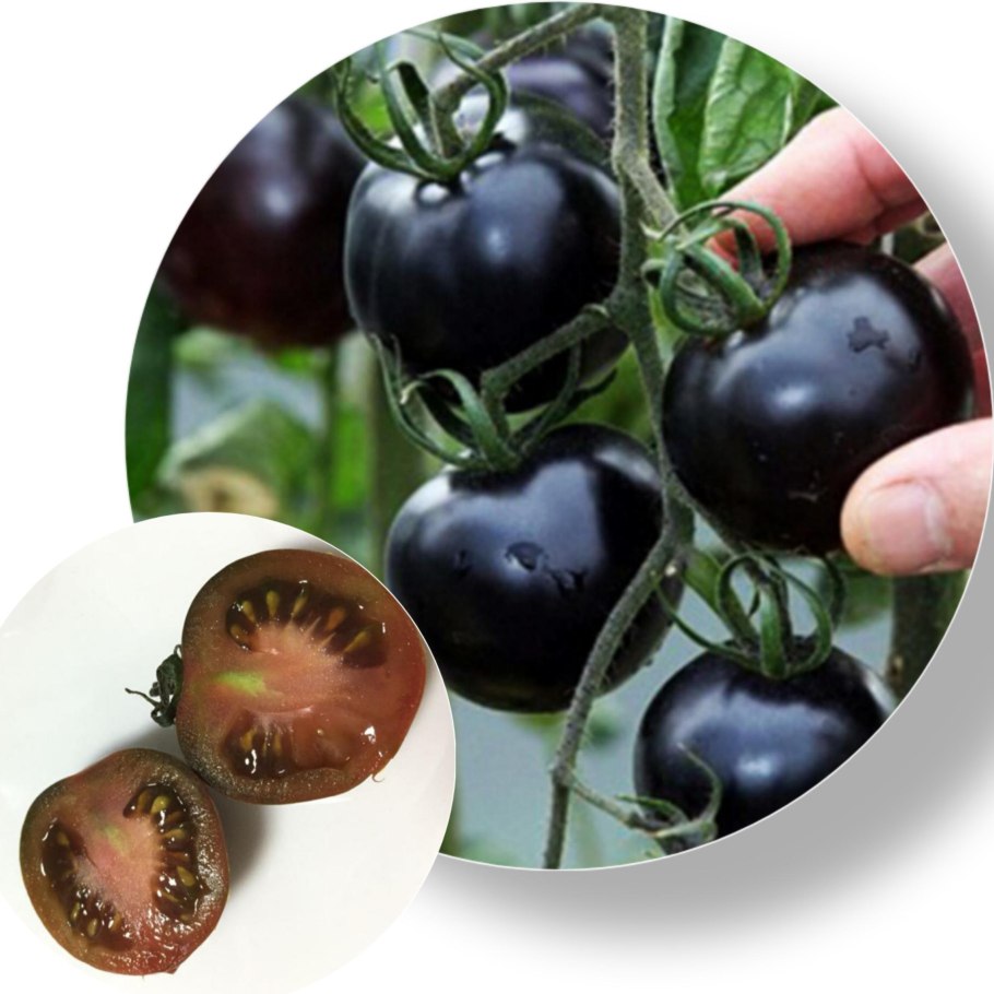 Томаты семена черная Жемчужина