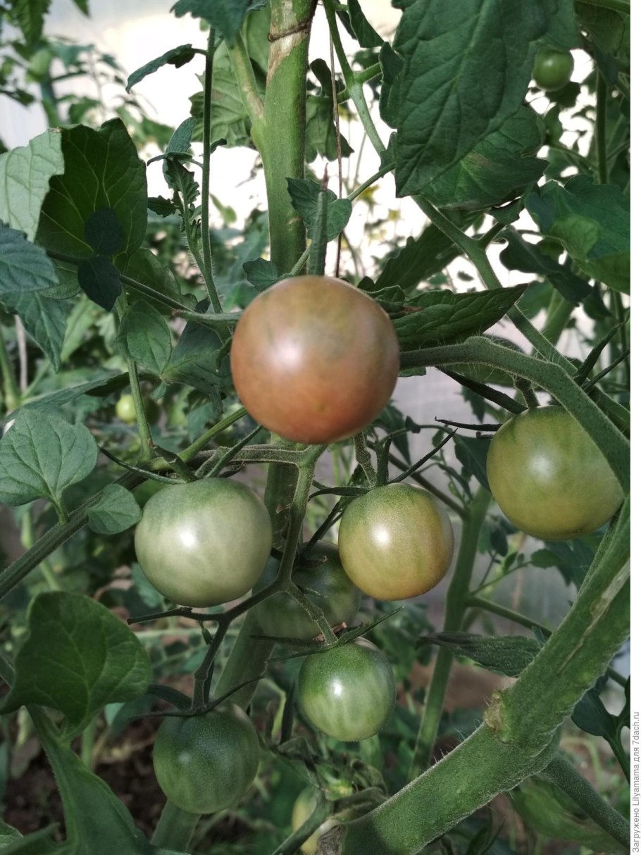 Томат черная Жемчужина черри