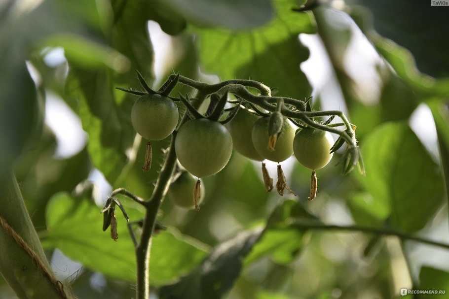 Черри черный жемчуг Гавриш
