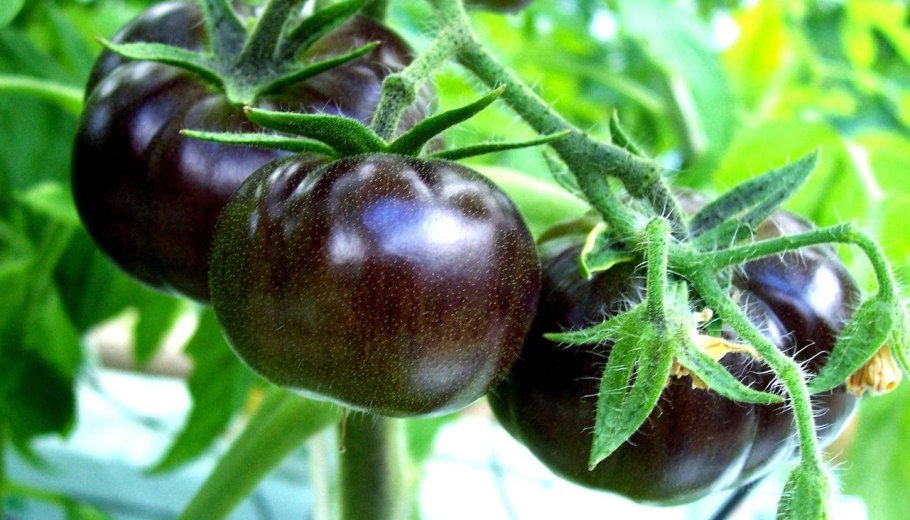 Томаты для балкона черный жемчуг