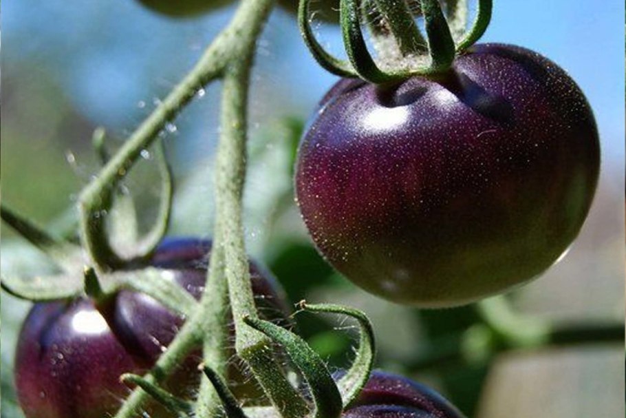 Томат черная гроздь f1