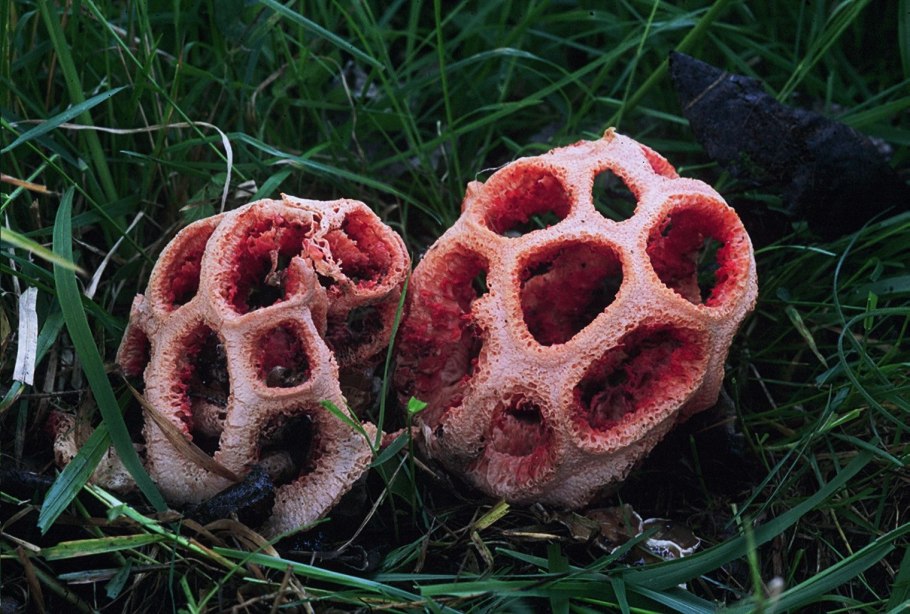 Цветок решеточник красный