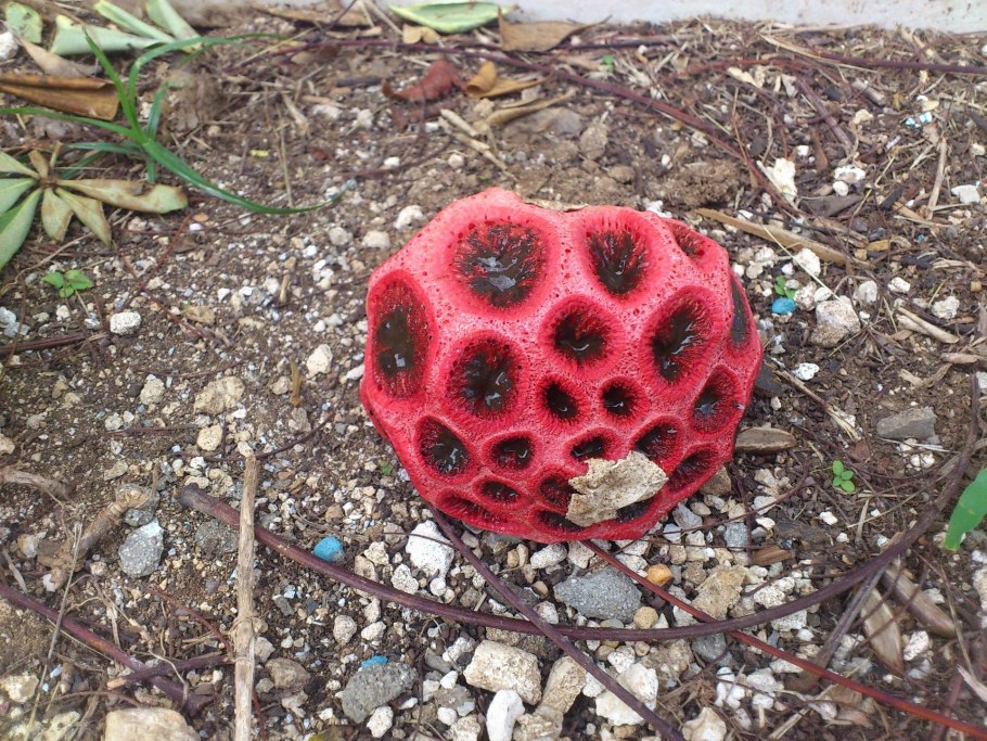 Антурус Арчера (Clathrus archeri)