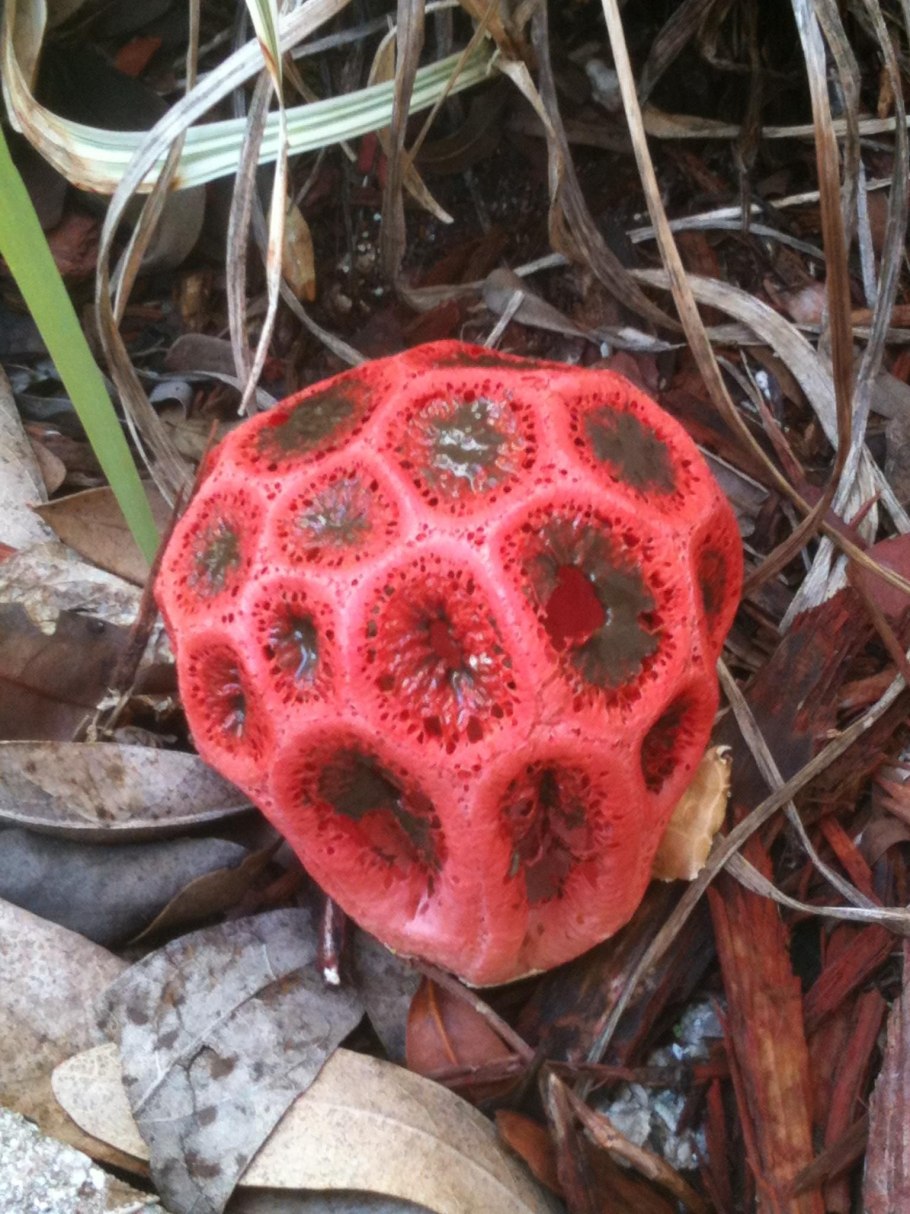 Родотус гриб ядовитый