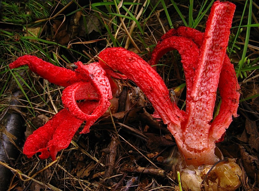 Гриб решеточник Clathrus ruber