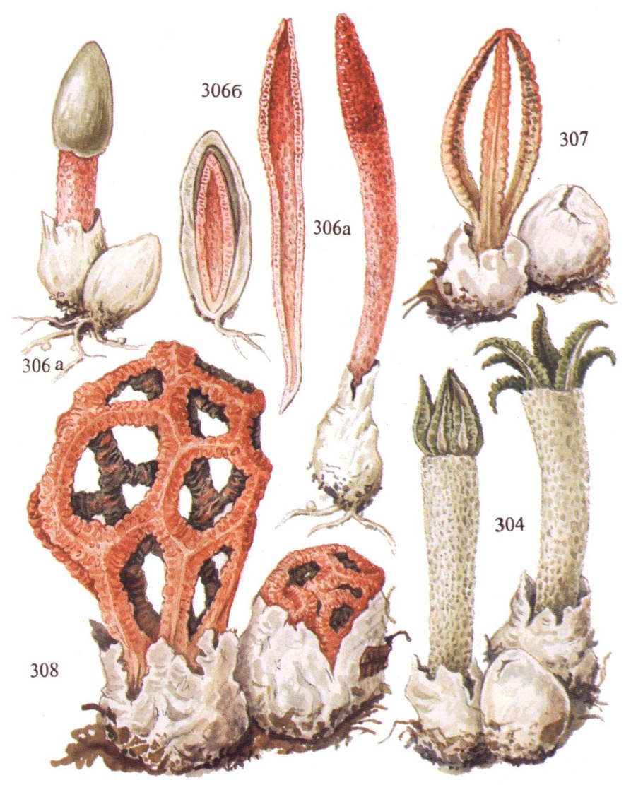 Решёточник красный гриб