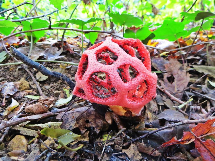 Гриб решеточник красный