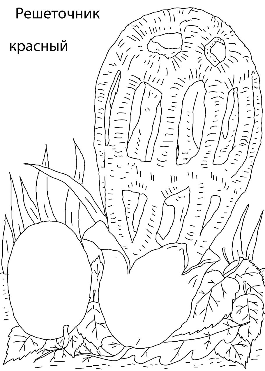 Решёточник красный