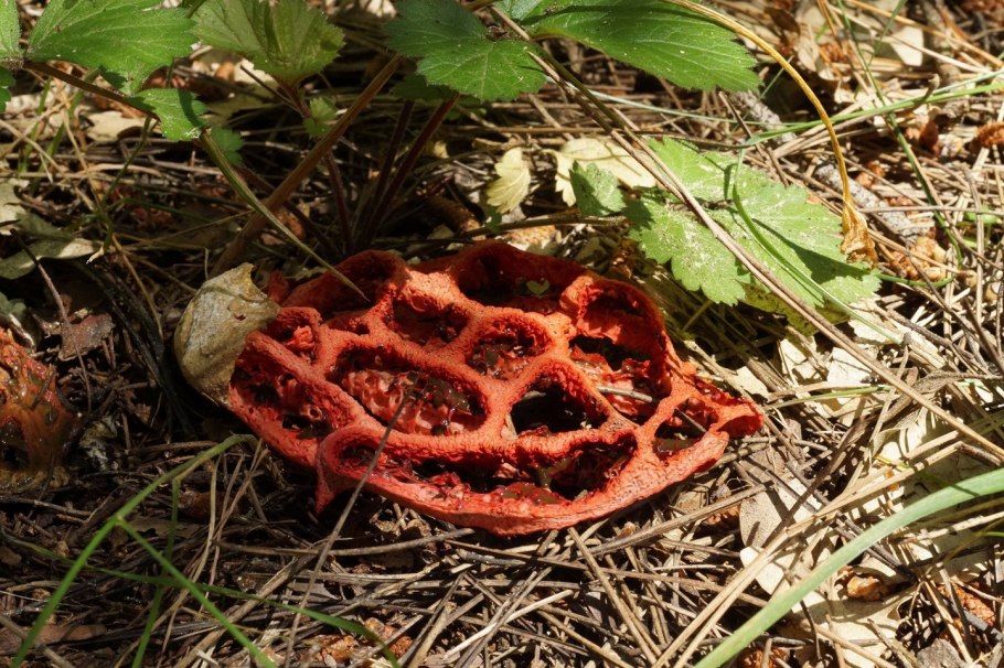 Гриб решеточник белый