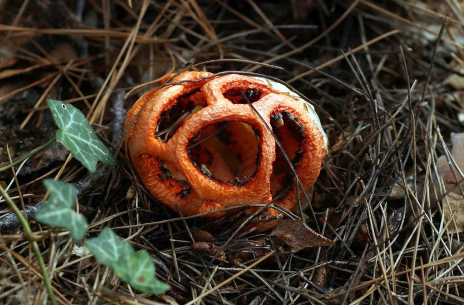 Клатрус Рубер