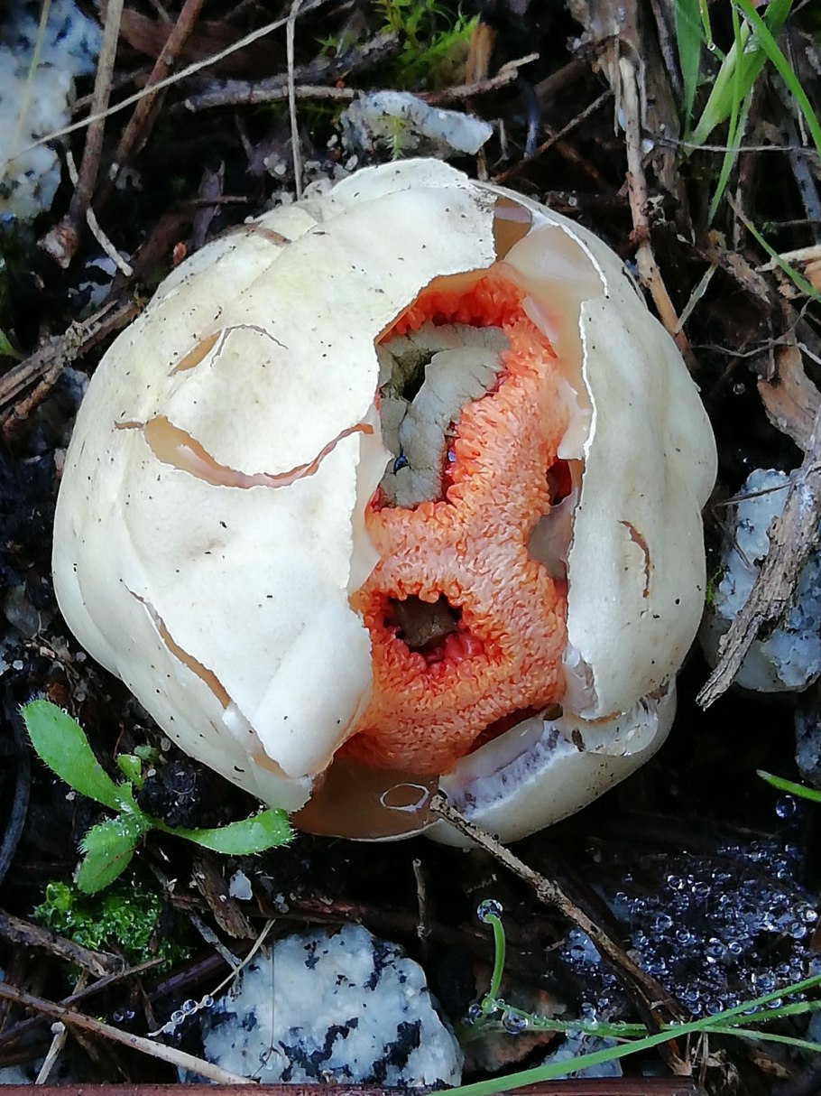 Гриб решеточник красный