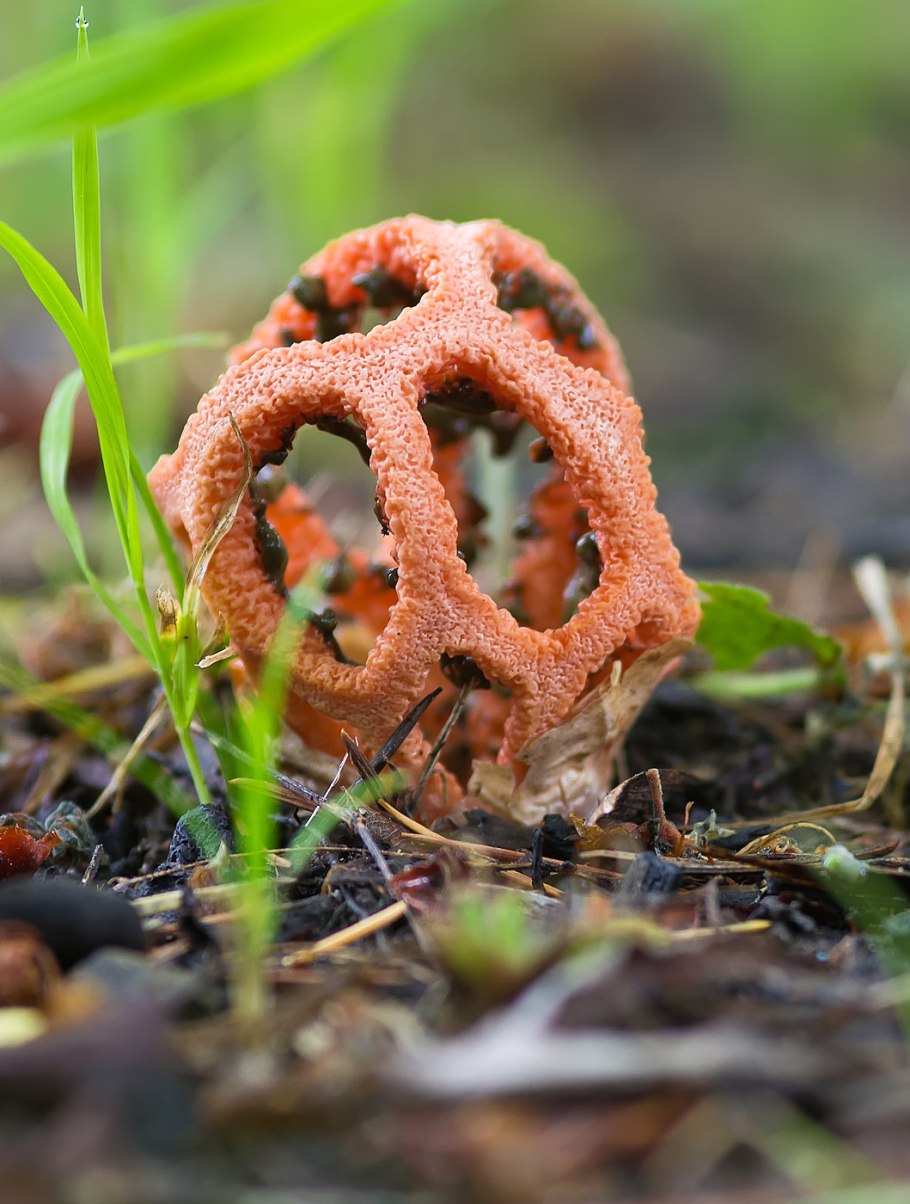 Родотус дланевидный