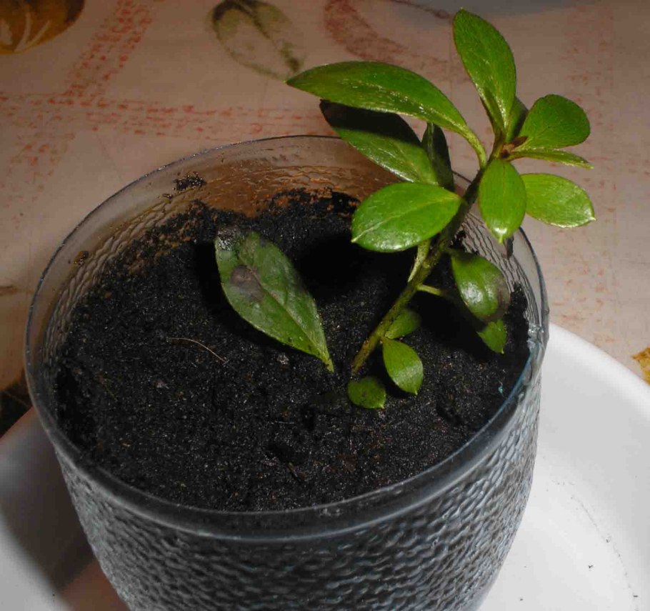 Пикировка рододендрона