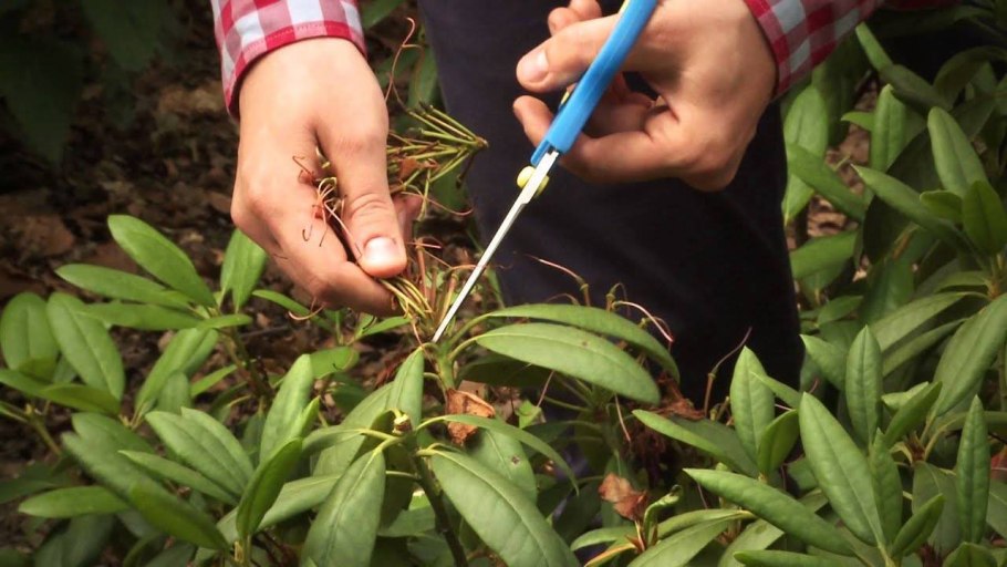 Адениумы черенкование