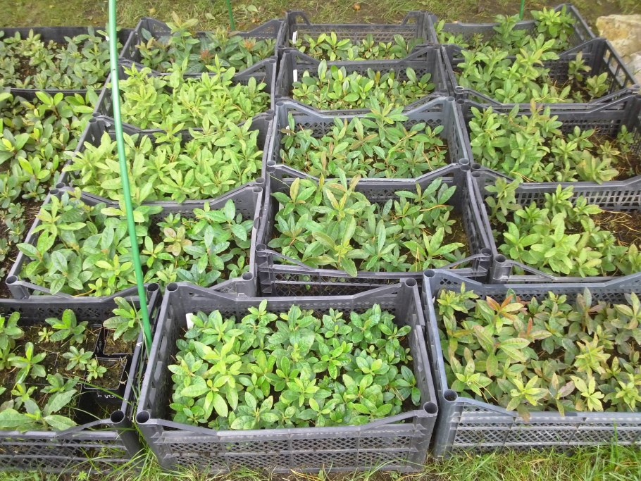 Черенкуем Стефанотис