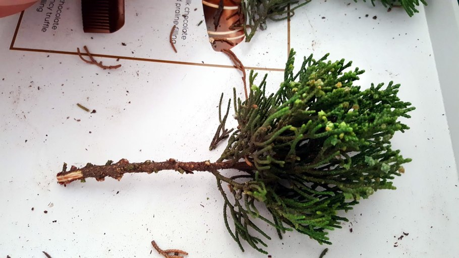 Корневая шейка у яблони