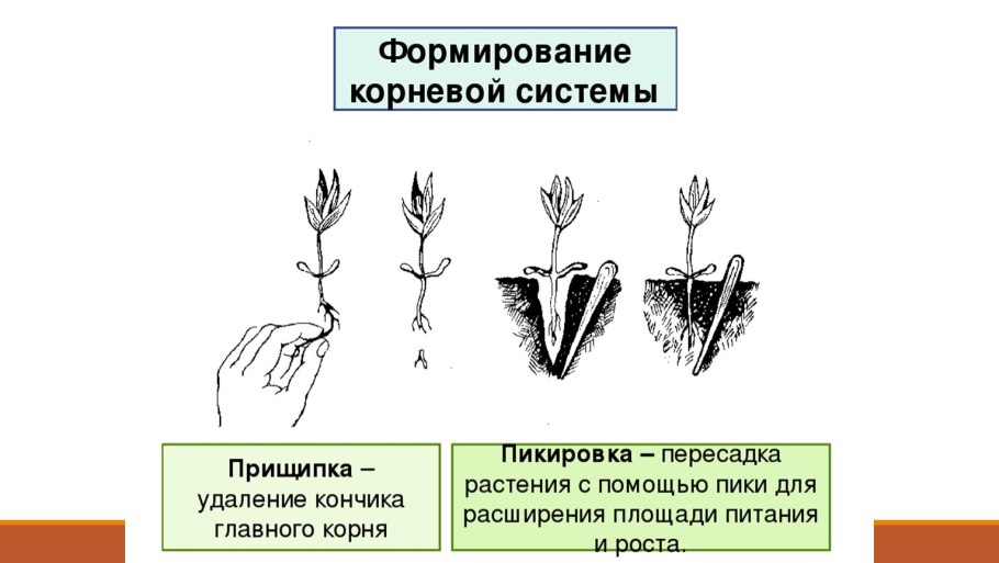 Посадка роз весной в открытый грунт