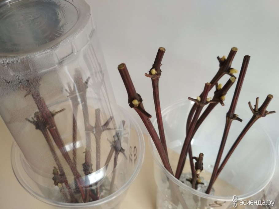 Схема посадки чайно-гибридных роз