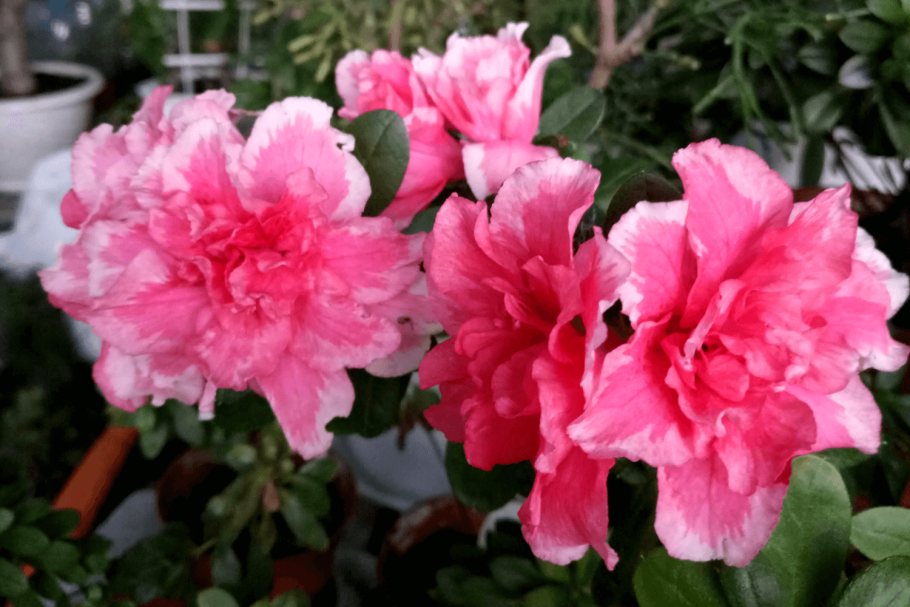 Петуния рассада прищипывание