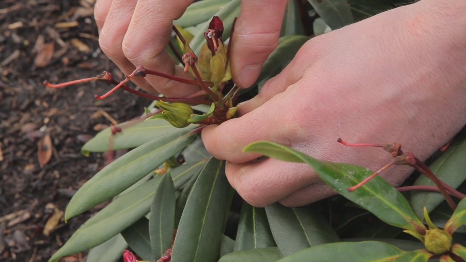 Фиалка размножение черенками