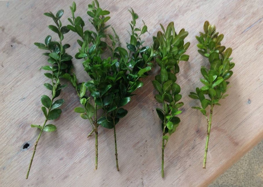 Черенок растения