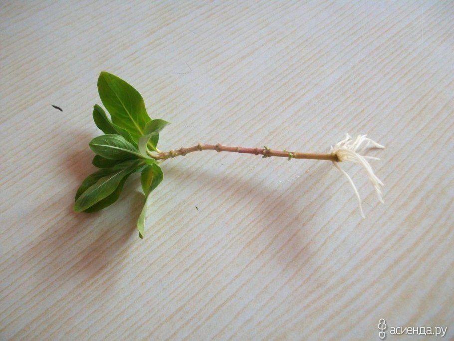 Отводок рододендрона