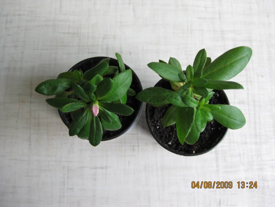 Черенкование флоксов зелеными черенками в воде