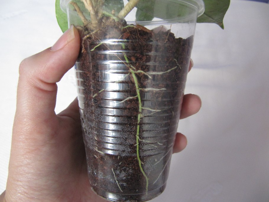 Бонсай дерево описание