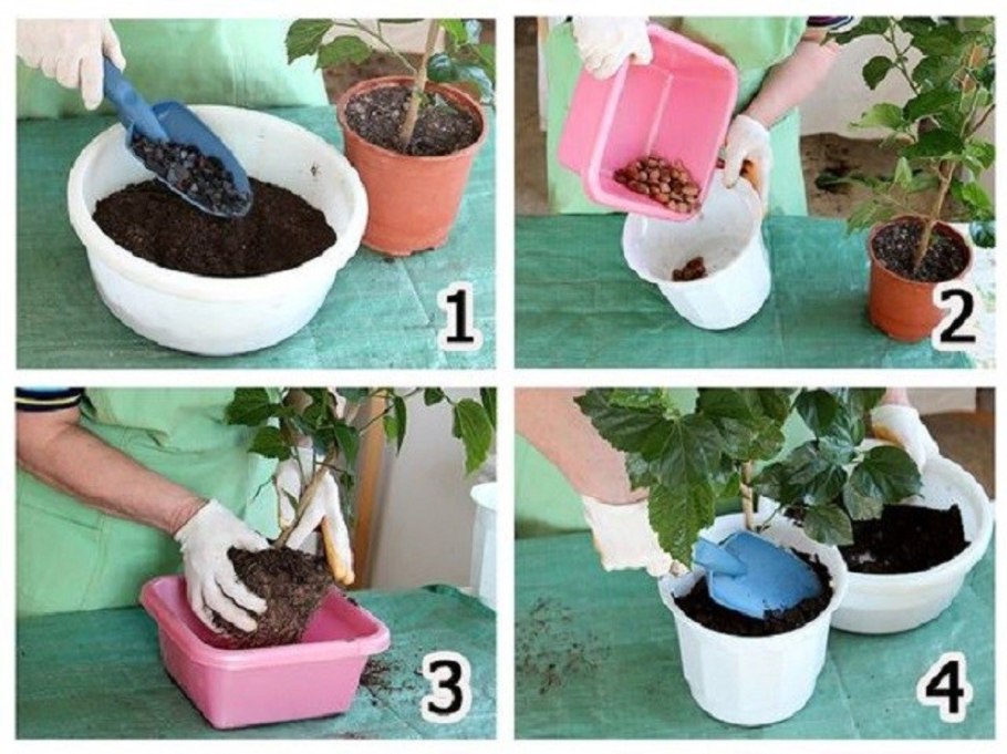 Пикировка корешка томата