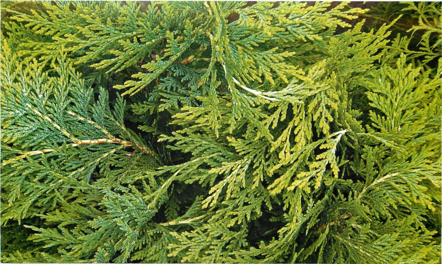 Cupressus sempervirens шишки