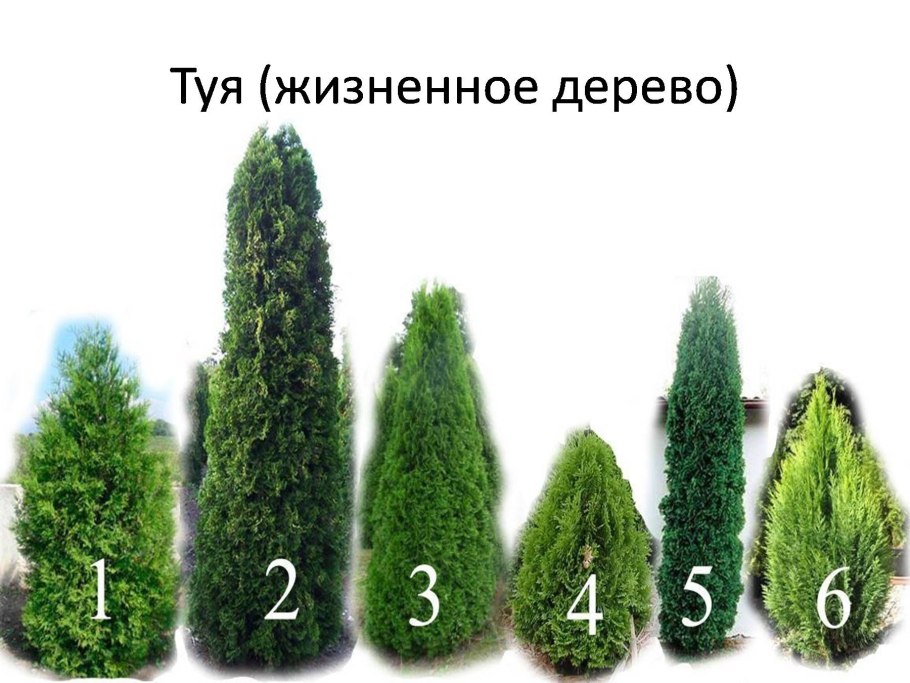 Туя, тис, кипарисовик