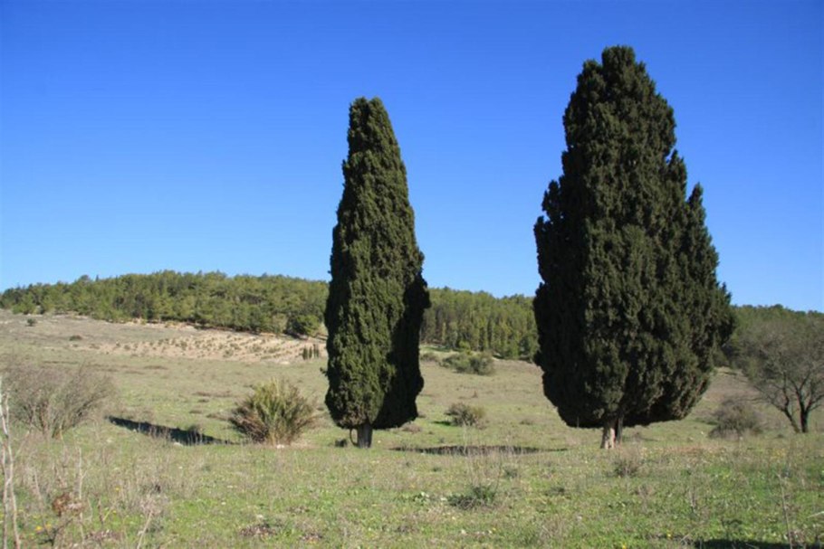 Кипарис вечнозеленый cupressus sempervirens