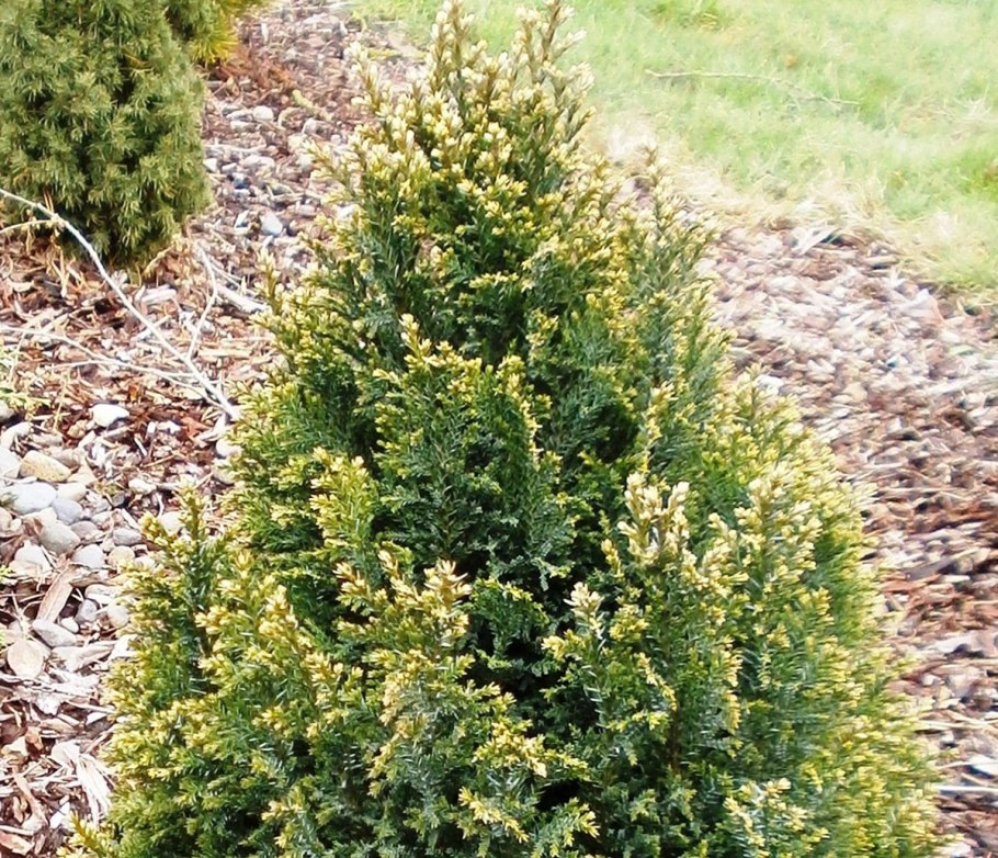 Кипарис Дюклу (Cupressus duclouxiana)